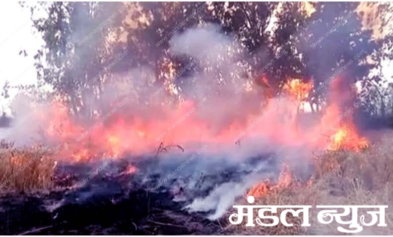 Chirodi-forest-fire-amravati-mandal