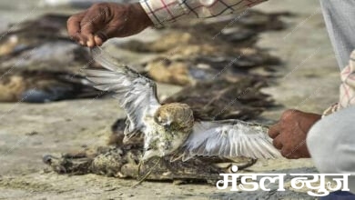 Birds-Died-Amravati-Mandal