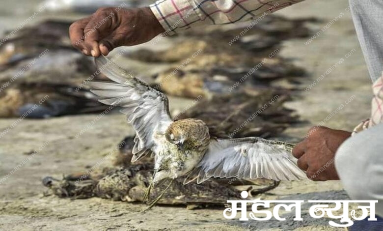 Birds-Died-Amravati-Mandal