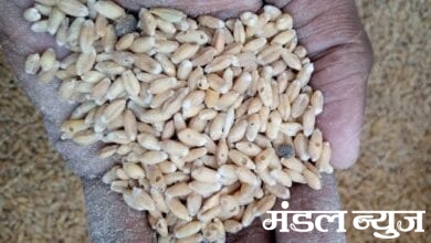 Wheat-Amravati-Mandal