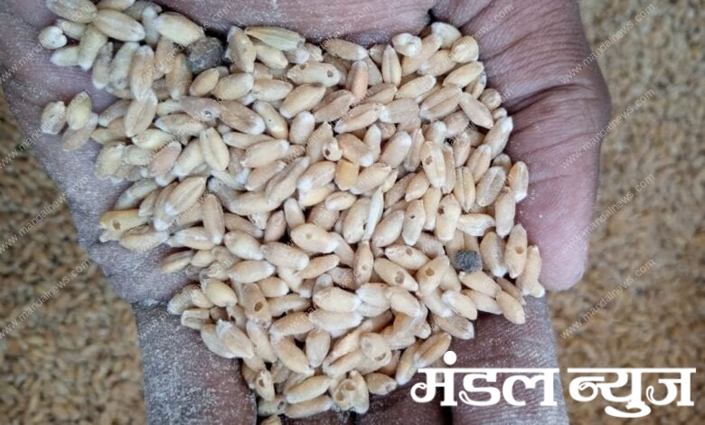 Wheat-Amravati-Mandal