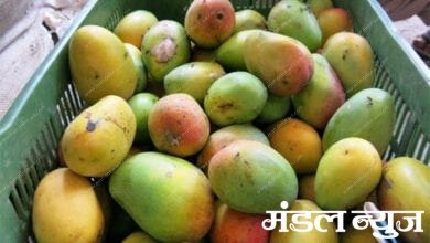 Mango-Amravati-Mandal