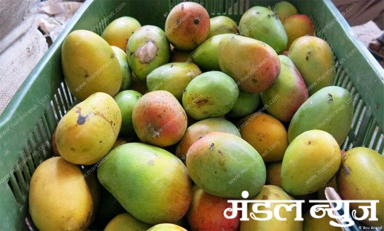 Mango-Amravati-Mandal