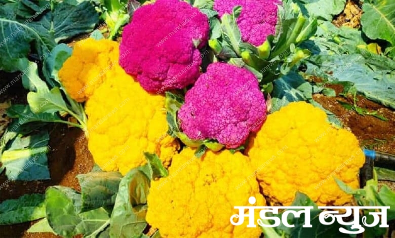 color-gobi-amravati-mandal