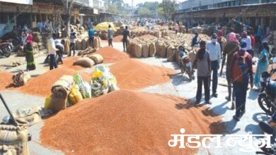 cotton-market-amravati-mandal