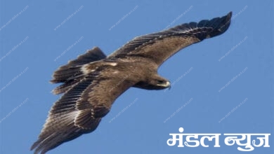 eagle-amravati-mandal