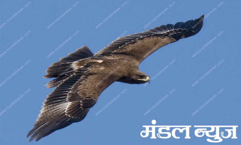 eagle-amravati-mandal