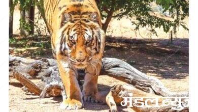 tiger-amravati-madnal