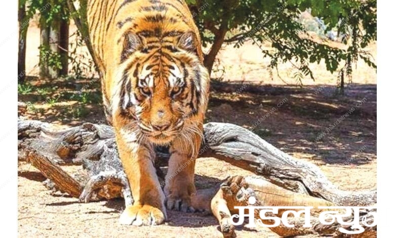 tiger-amravati-madnal