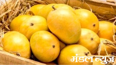 Hapus-Mango-amravati-mandal