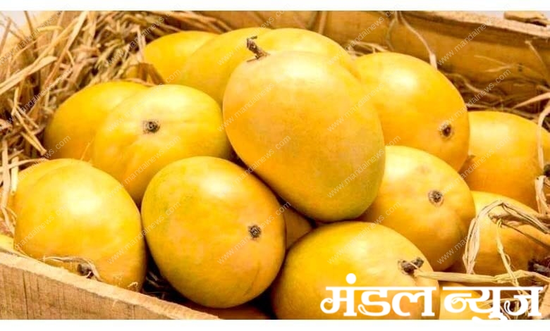 Hapus-Mango-amravati-mandal