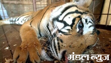 Dead-Tiger-amravati-mandal