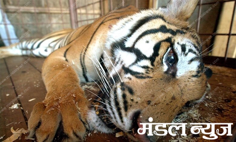 Dead-Tiger-amravati-mandal