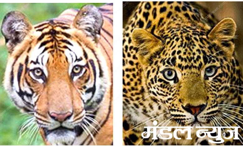 tiger-and-leopard-amravati-mandal