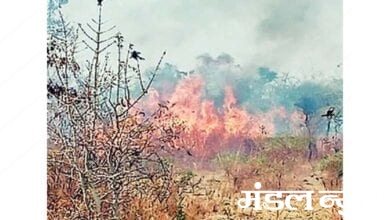 Wadali-forest-fire-amravati-mandal