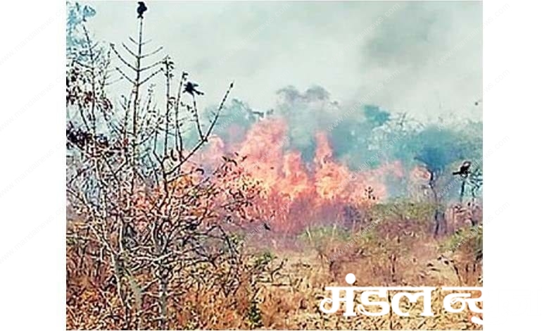 Wadali-forest-fire-amravati-mandal