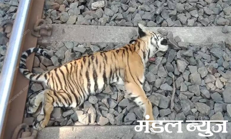 Tigress-Cub-Died-amravati-mandal