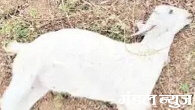 Goats-Killed-amravati-mandal