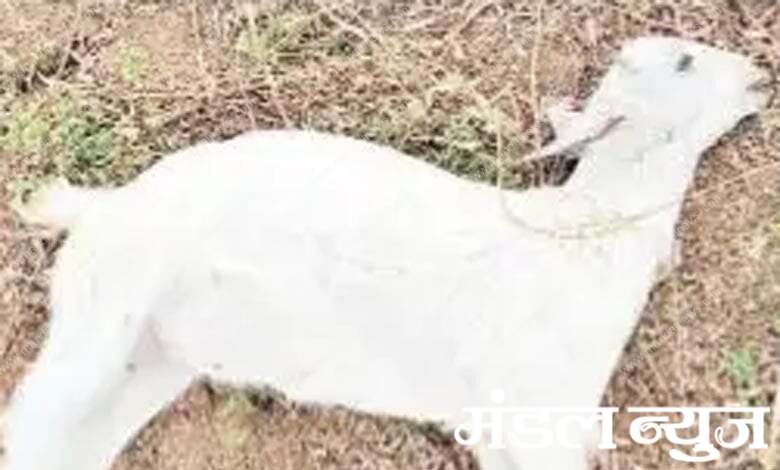 Goats-Killed-amravati-mandal