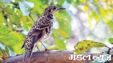 Bird-Amravati-Mandal