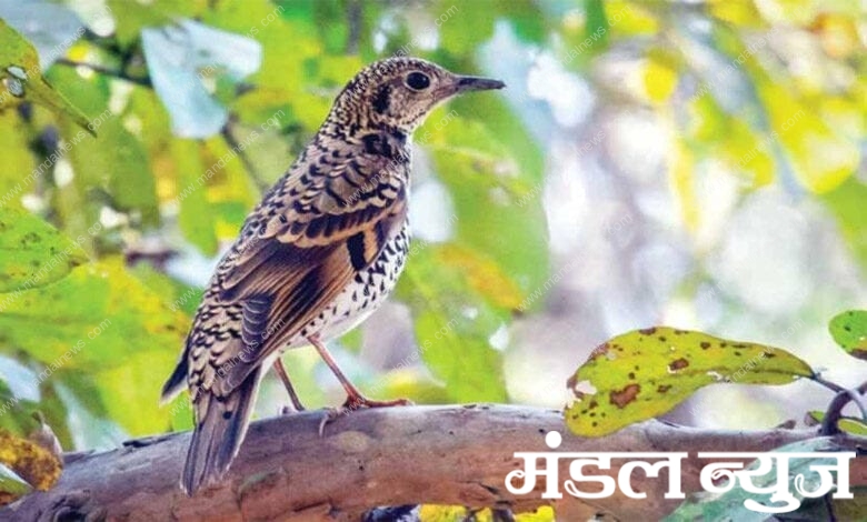 Bird-Amravati-Mandal