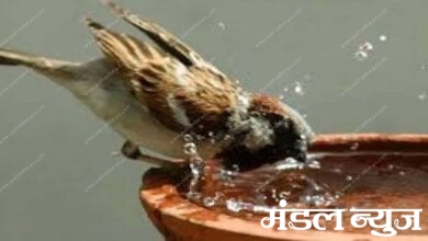 Birds-Amravati-Water-Amravati-Mandal copy