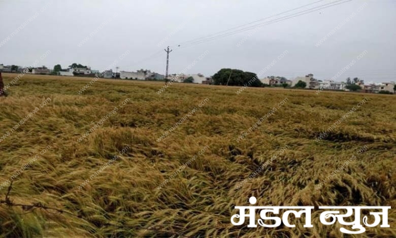 Farm-Amravati-Mandal