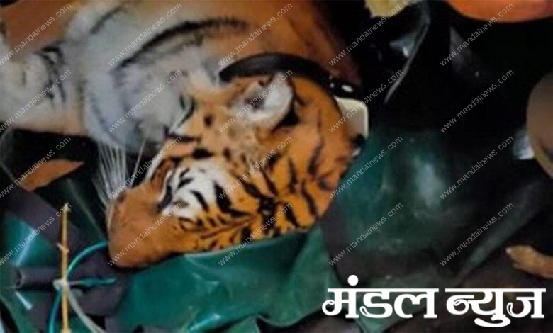 Tiger-Amravati-Mandal