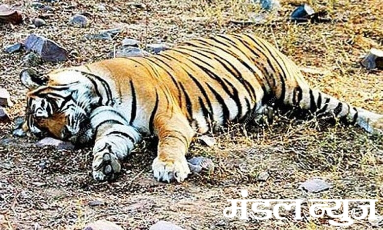 Tiger-Amravati-Mandal