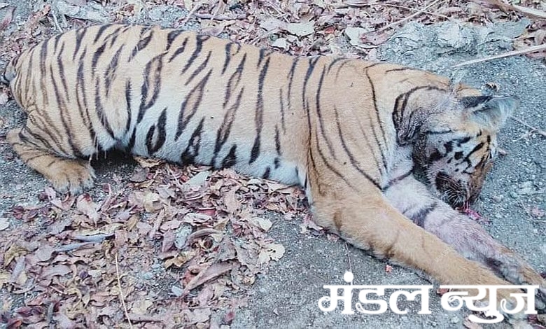 Tiger-Amravati-Mandal