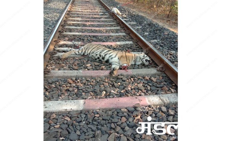 Tiger-Amravati-Mandal