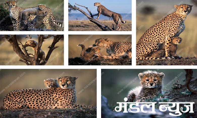 Wildlife-Amravati-Mandal
