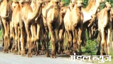 camel-amravati-mandal