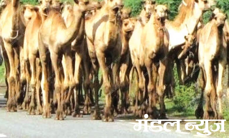 camel-amravati-mandal