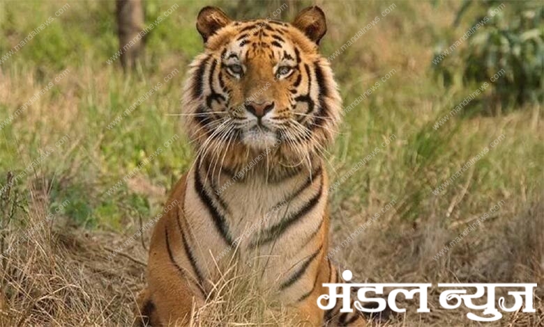 t1-tiger-amravati-mandal