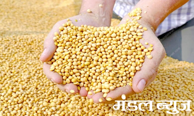 Soybean-amravati-mandal