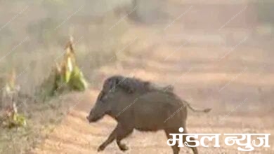 Wild-Pig-Attack-amravati-mandal