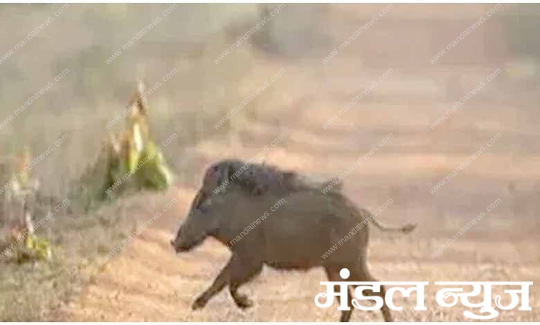 Wild-Pig-Attack-amravati-mandal