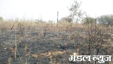 Tree-burning-amravati-mandal