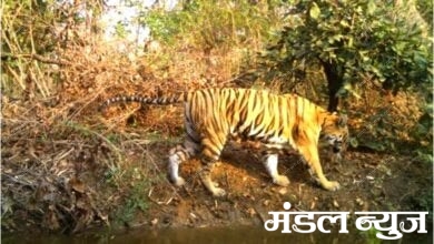 Tigress-amravati-mandal