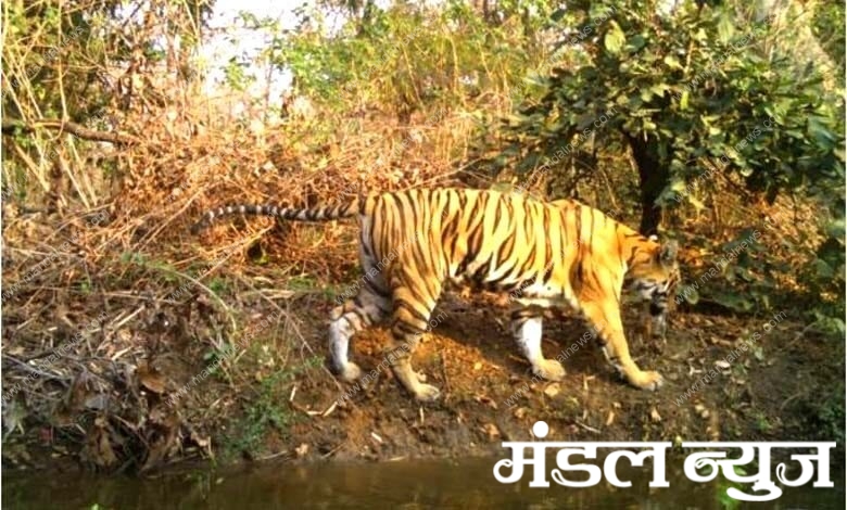 Tigress-amravati-mandal