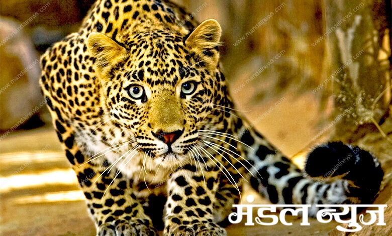 Leopard-Amravati-Mandal