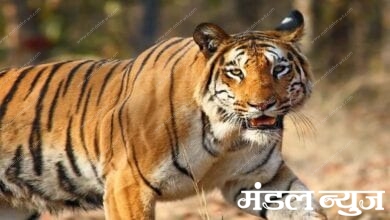 Tiger-amravati-mandal