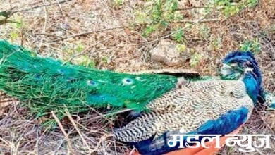 Peacock-Died-amravati-mandal