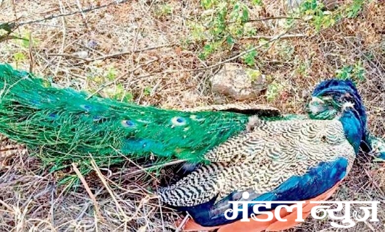 Peacock-Died-amravati-mandal