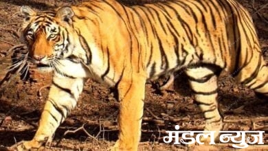 Tigress-amravati-mandal