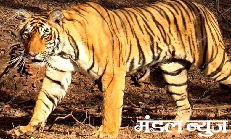 Tigress-amravati-mandal