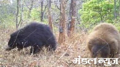 Bear-Amravati-Mandal