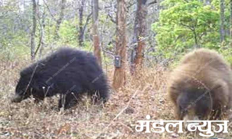 Bear-Amravati-Mandal