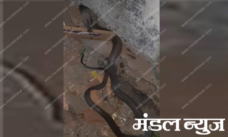 Cobra-Amravati-Mandal